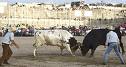 20071210154415-toros.jpg